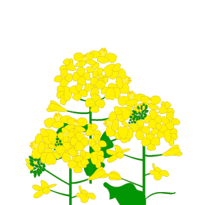 菜の花のイラスト