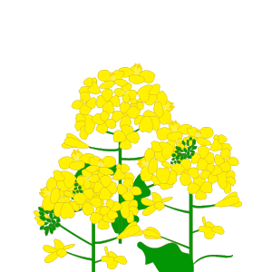 菜の花のイラスト 無料イラスト素材集 Lemon