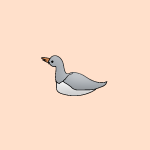 動物のイラスト　鴨