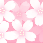 桜の花のヘッダー