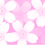 桜の花のヘッダー
